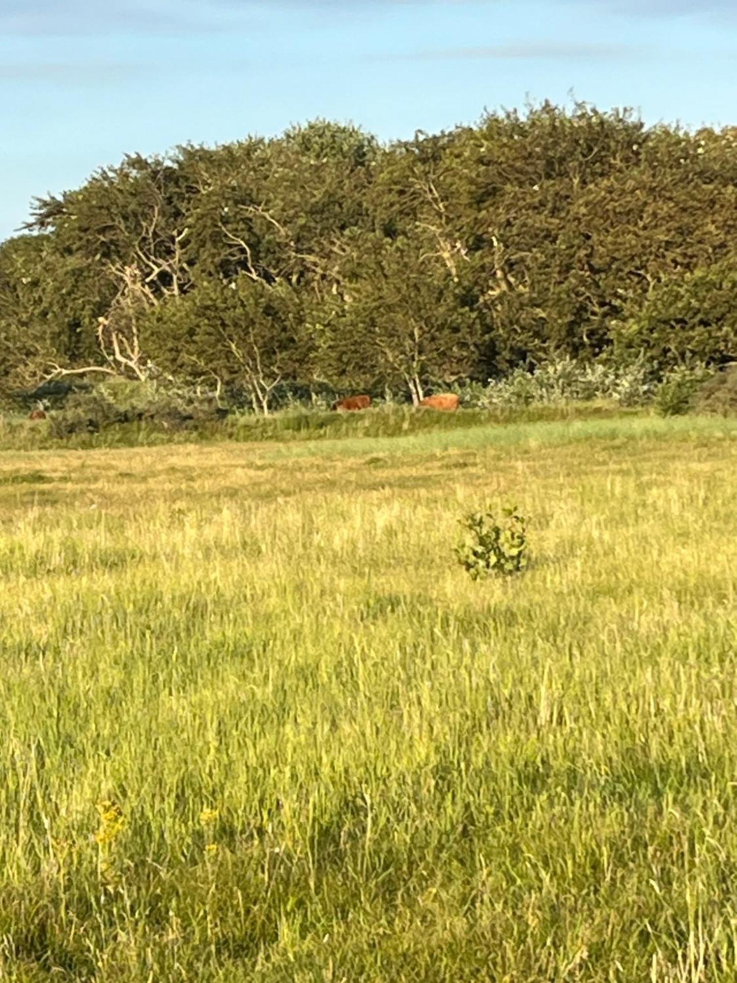 Huize Louwra Villa Egmond-Binnen Exteriör bild